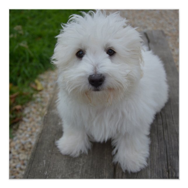 Coton de tulear auf Bank Poster (Vorderseite)
