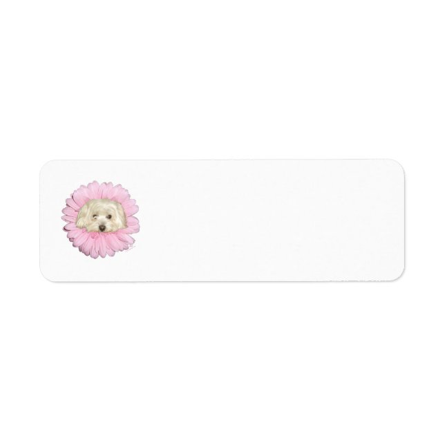 Coton de Tulear Frühlingsblume (Vorne)