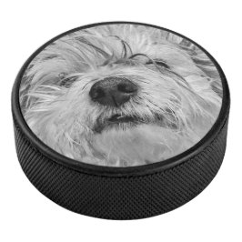 Coton de Tulear Hund Eishockey Puck