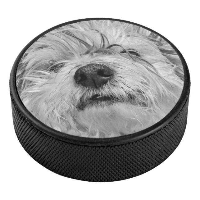 Coton de Tulear Hund Eishockey Puck (3/4)