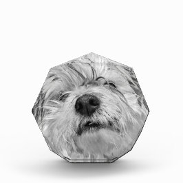 Coton de Tulear Hund Fotoblock