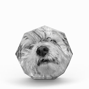 Coton de Tulear Hund Fotoblock