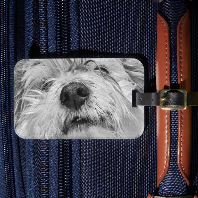 Coton de Tulear Hund Gepäckanhänger (Vorderseite Insitu 4)