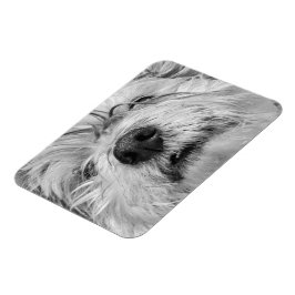 Coton de Tulear Hund Magnet