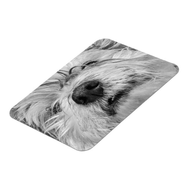 Coton de Tulear Hund Magnet (Linke Seite)