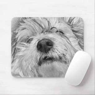 Coton de Tulear Hund Mousepad