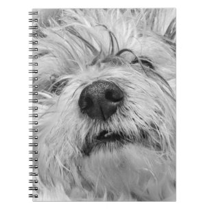 Coton de Tulear Hund Notizblock