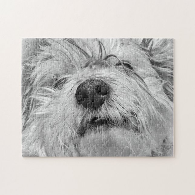 Coton de Tulear Hund Puzzle (Horizontal)