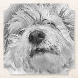 Coton de Tulear Hund Untersetzer