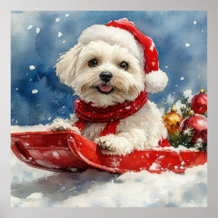 Coton De Tulear in Sledge Let it Snow Christmas Poster