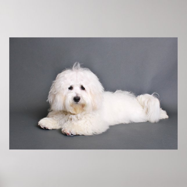 Coton de Tulear - Joci Poster (Vorne)