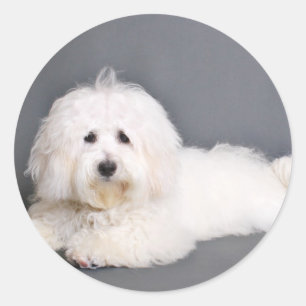 Coton de Tulear - Joci Runder Aufkleber