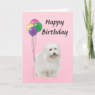 Coton De Tulear mit Balloons glücklich zum Geburts Karte