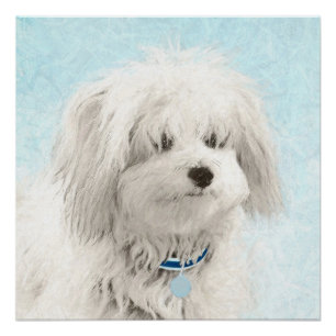 Coton de Tulear Painting - Niedliche Original Dog Poster