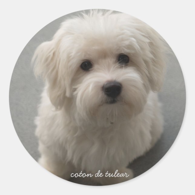 Coton de Tulear Runder Aufkleber (Vorderseite)