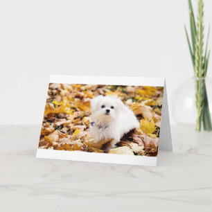 Coton de Tulear SAYS HAPPY 50. BIRTHDAY Karte