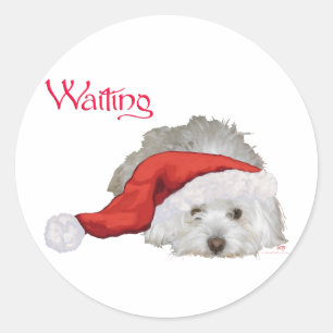 Coton de Tulear - Wartend Runder Aufkleber