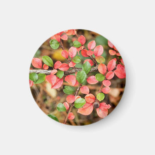 Cotonouaster Horizontalis Magnet
