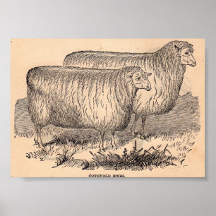 Cotswold ewes print aus dem 19. Jahrhundert Poster