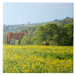 Cotswolds, Großbritannien Fliese