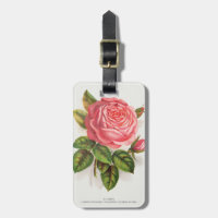 Cottagecore Antike Pink-Rose Blumenillustration