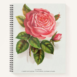 Cottagecore Antike Pink-Rosen-Blumenillustration Notizbuch