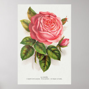 Cottagecore Antike Pink-Rosen-Blumenillustration Poster