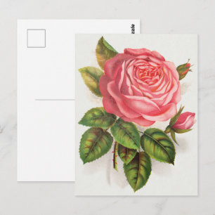 Cottagecore Antike Pink-Rosen-Blumenillustration Postkarte