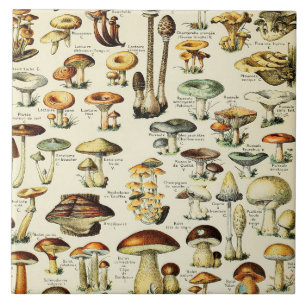 Cottagecore Pilze Vintage Naturforscher Fliese