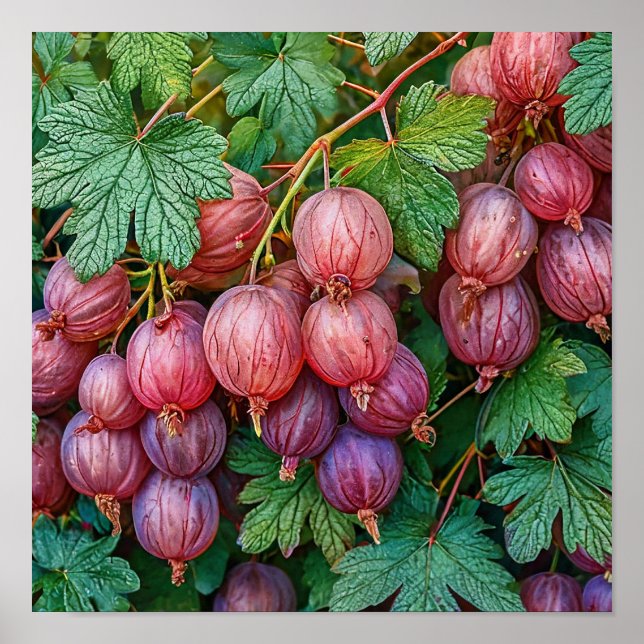 Cottagecore Stachelbeere Botanische Früchte-Wandku Poster (Vorne)