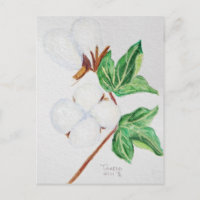 Cotton Boll Botanische Postkarte Weiß