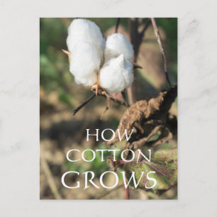 Cotton Bud Postkarte