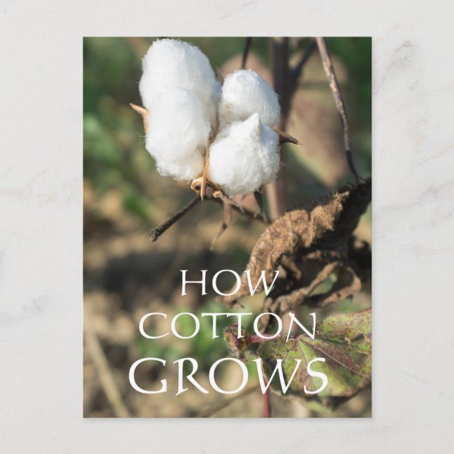 Cotton Bud Postkarte (Vorderseite)