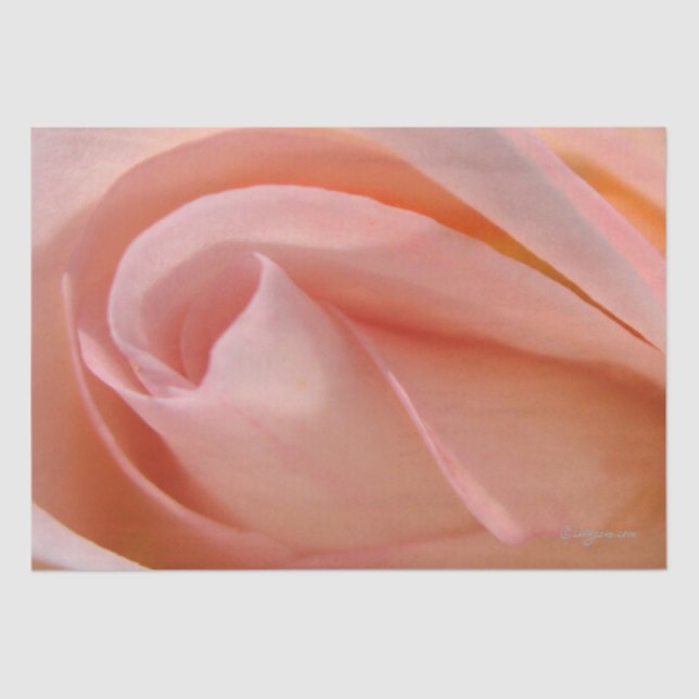 Cotton Candy Rose Bud Tissue Paper Seidenpapier (Vorderseite)