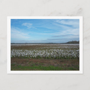 Cotton Field Florida Postkarte