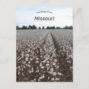 Cotton Field Harvest Missouri Postkarte