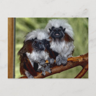 Cotton Top Tamarin Postkarte