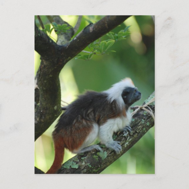 Cotton Topped Tamarin Postkarte (Vorderseite)