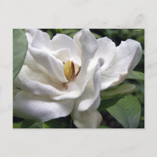 Cotton White Petalscape Postkarte