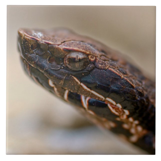 Cottonmouth Close Fliese (Vorderseite)