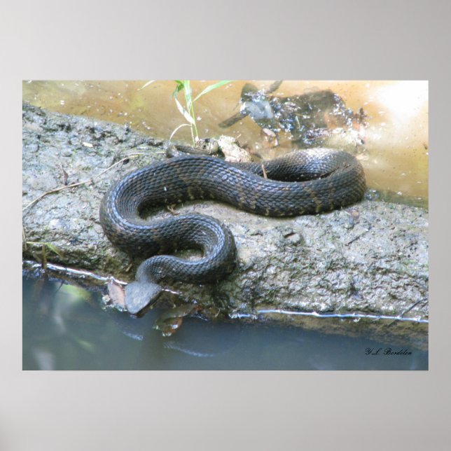 Cottonmouth in Creek Poster (Vorne)