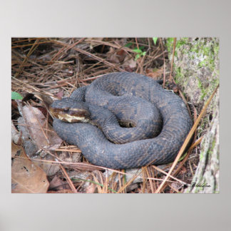 Cottonmouth Moccasin Poster