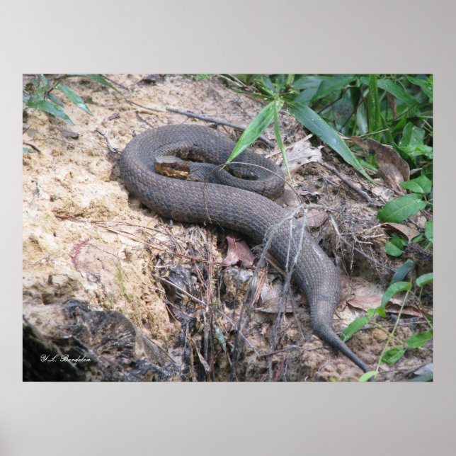 Cottonmouth Snake Basking Poster (Vorne)