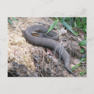 Cottonmouth Snake Basking Postkarte