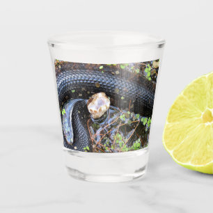 Cottonmouth Snake Showglas Schnapsglas