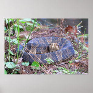 Cottonmouth Water Moccasine Coil Poster