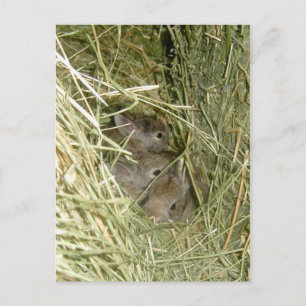 Cottontail Bunnies Postkarte