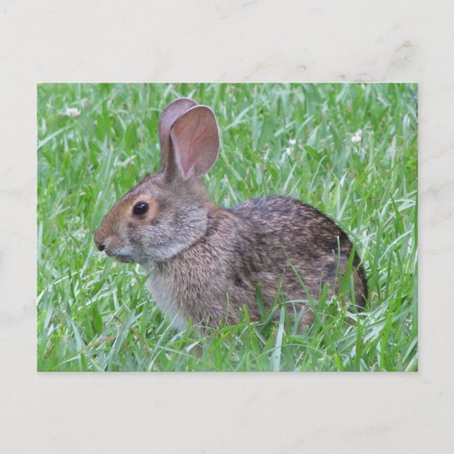 Cottontail im Gras Postkarte (Vorderseite)