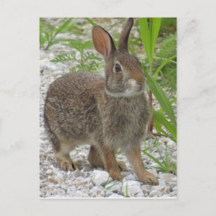 Cottontail Rabbit Postkarte