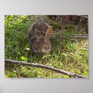 Cottontail Rabbit Print Poster